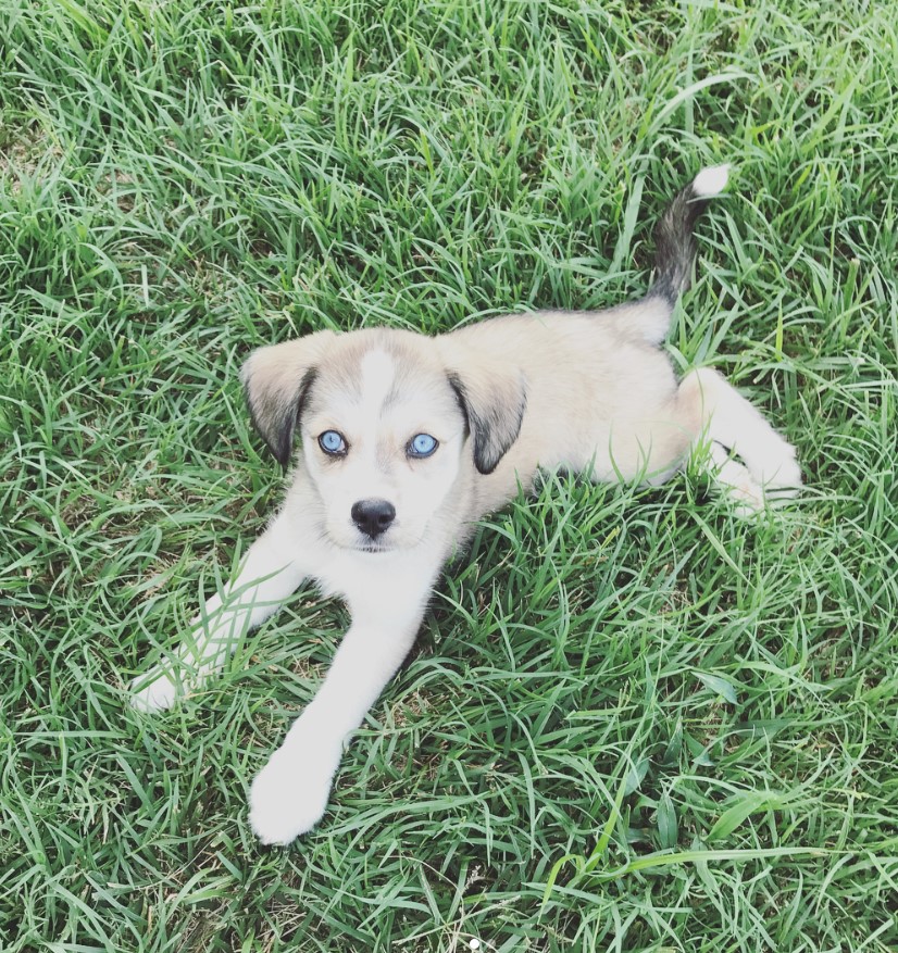 Siberian Cocker puppy lying down on the green grass