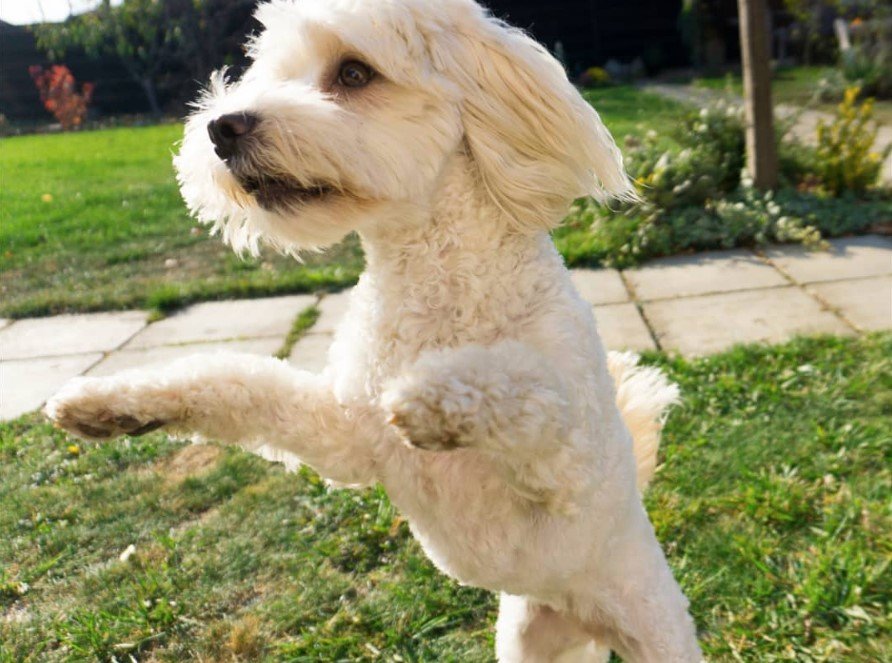 cocker spaniel x maltese