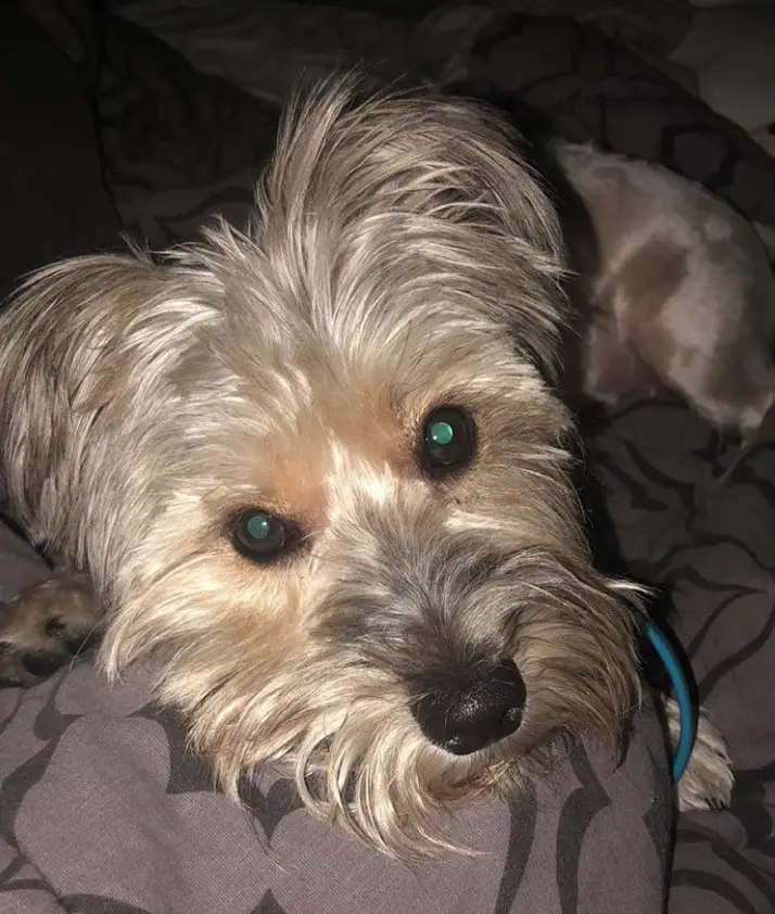 Silkzer or Schnauzer mixed with Silky Terrier dog lying on the bed