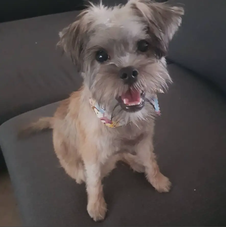 Sniffon or Schnauzer mixed with Brussels Griffon panting while sitting on the couch