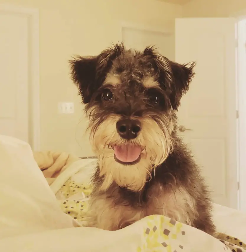  Snorkie or Schnauzer mixed with Yorkshire Terrier dog sitting on the bed while panting