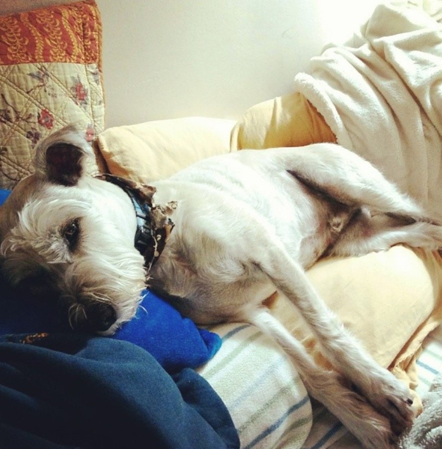 Soft Coated Wheatzer or Schnauzer mixed with Soft Coated Wheaten Terrier resting on the couch