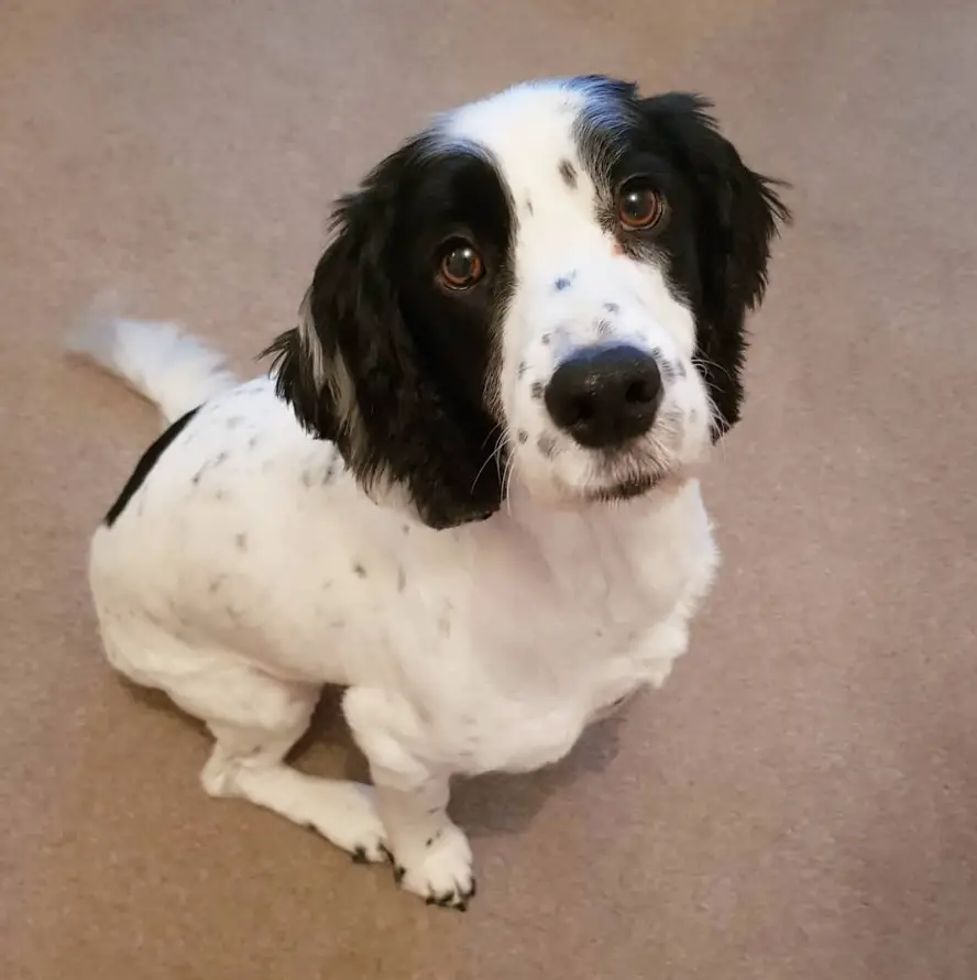 Sprocker Spaniel sitting on the floor while looking up with its adorable face