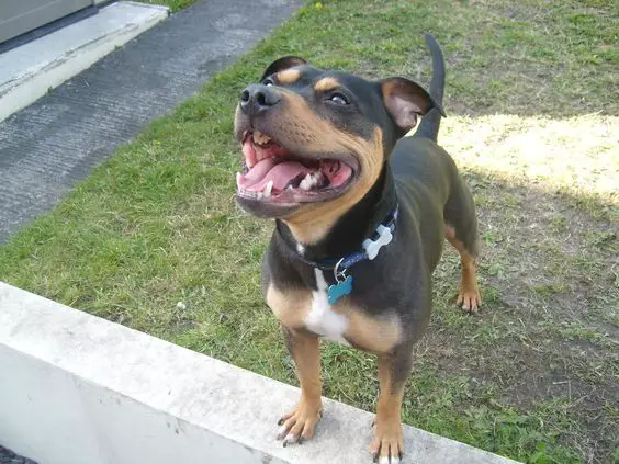 Rottweiler mixed with American Staffordshire Terrier dog outdoors looking up
