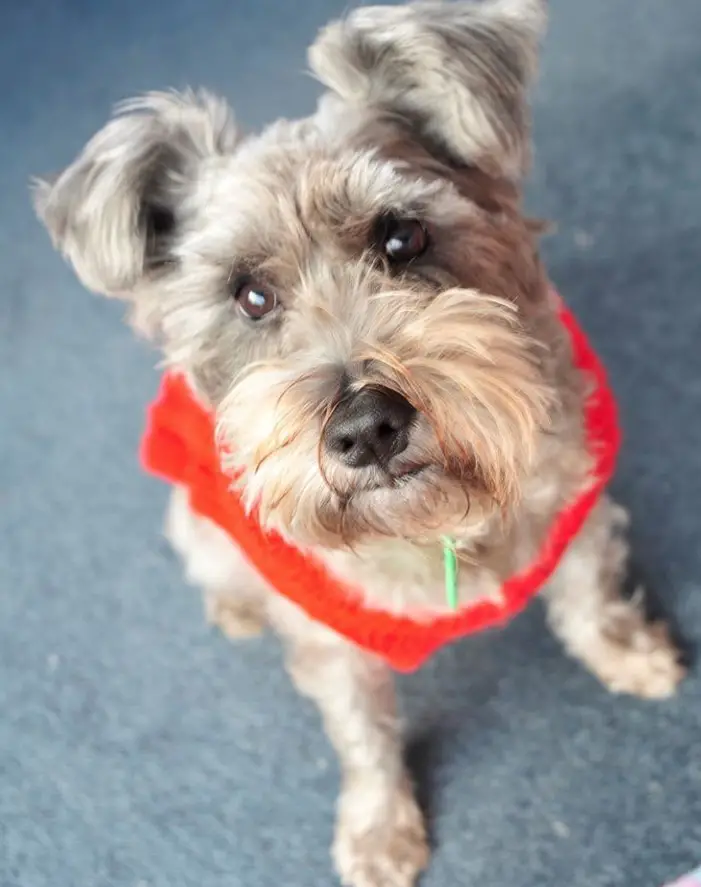 Wauzer or Schnauzer mixed with West Highland White Terrier wearing a red top while sitting on the floor
