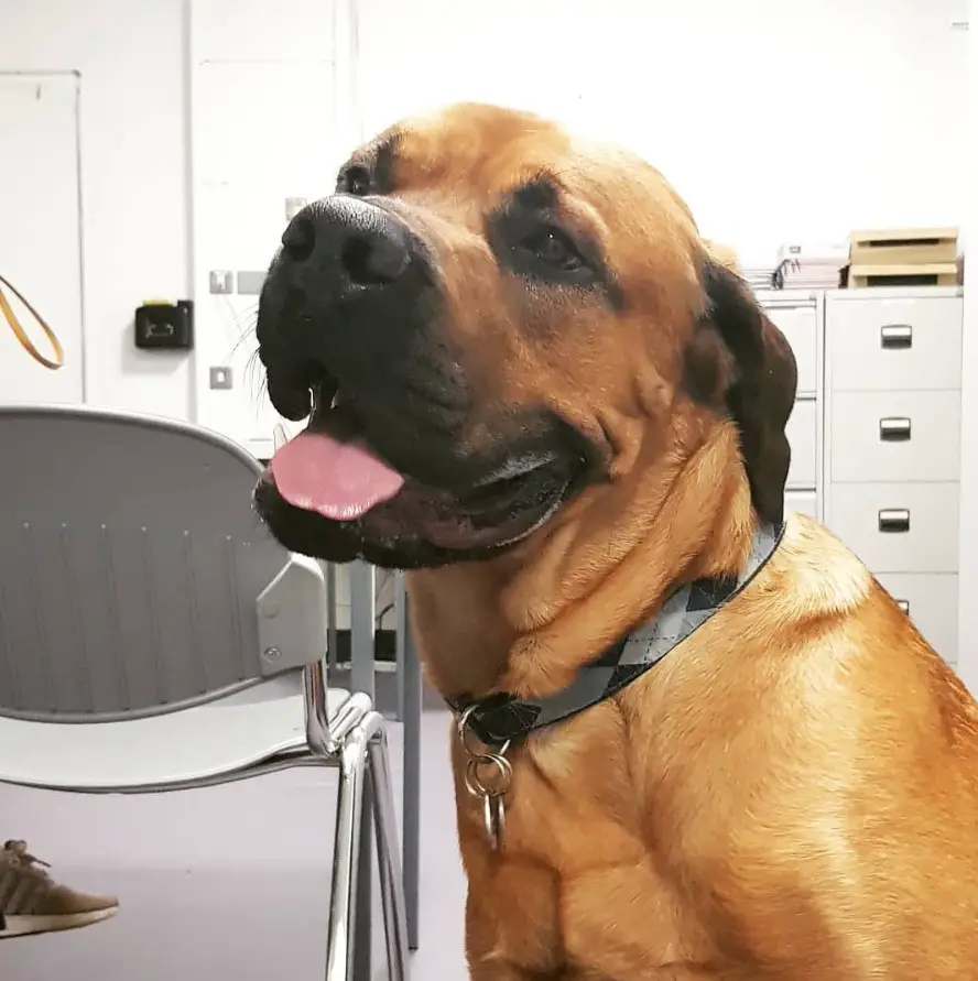 Rottweiler mixed with Great Dane dog panting