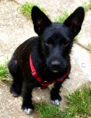 black Wire Hair Snauzer or Schnauzer mixed with Wire Fox Terrier dog siting on the ground