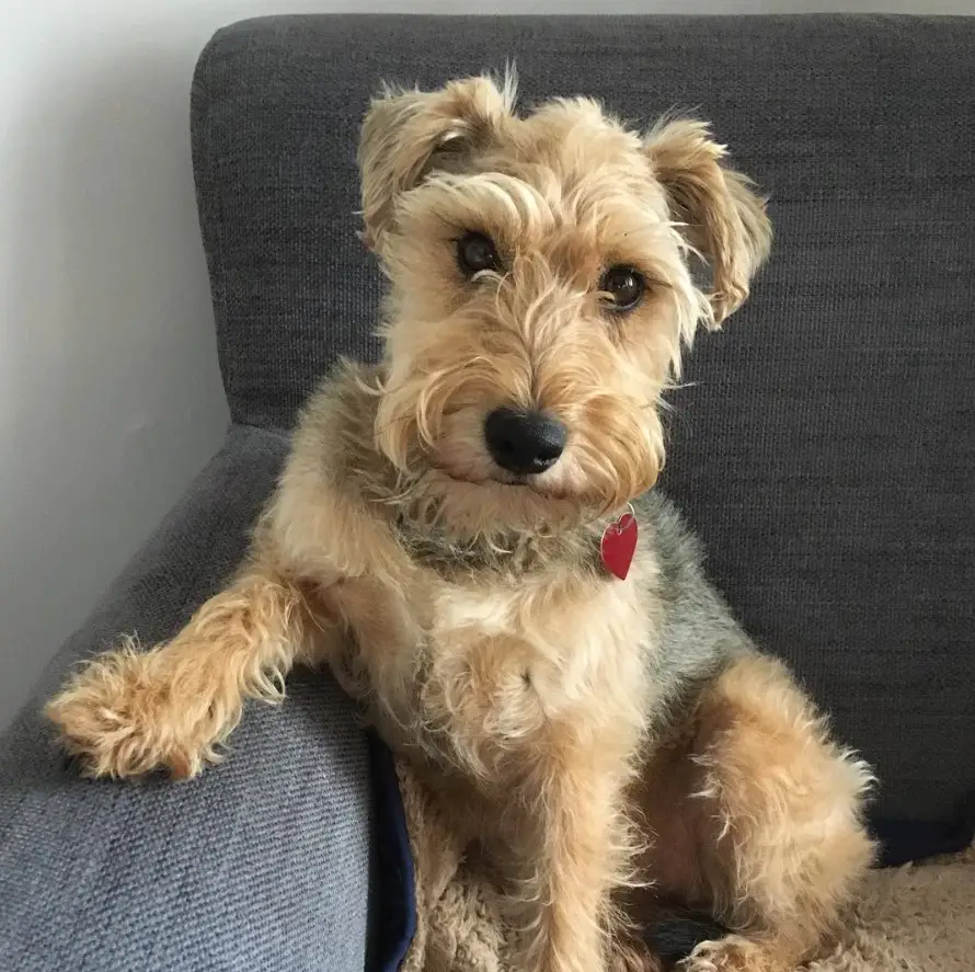 Wowauzer or Schnauzer mixed with Welsh Terrier dog sitting on the couch