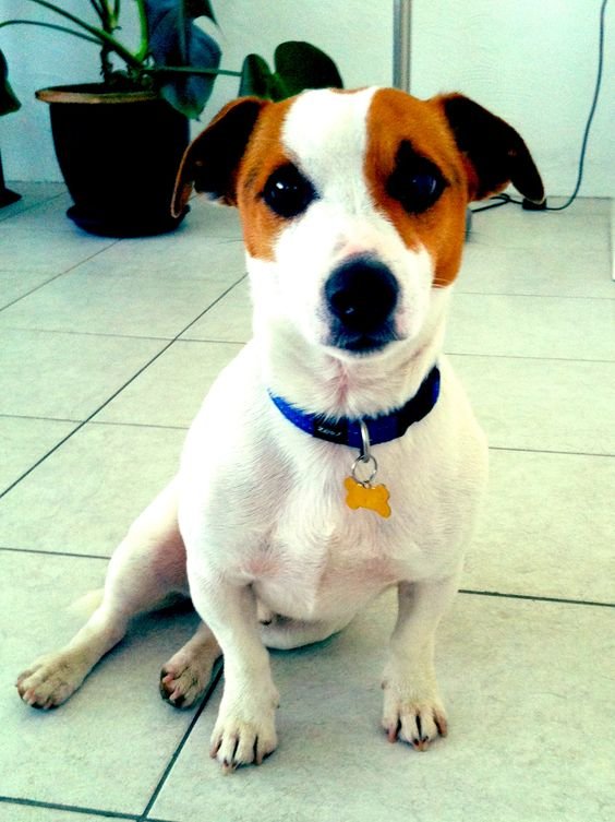 A Jack Russell Terrier sitting on the floor with its sad face