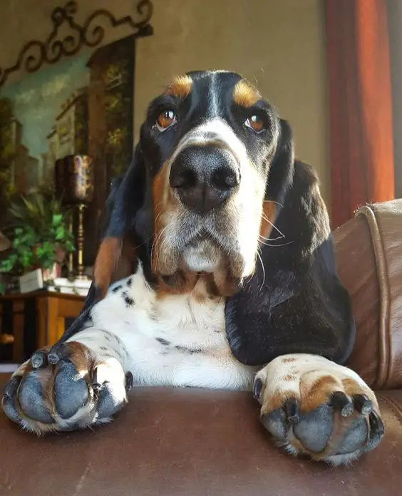  basset hound with its paws on the table and begging face