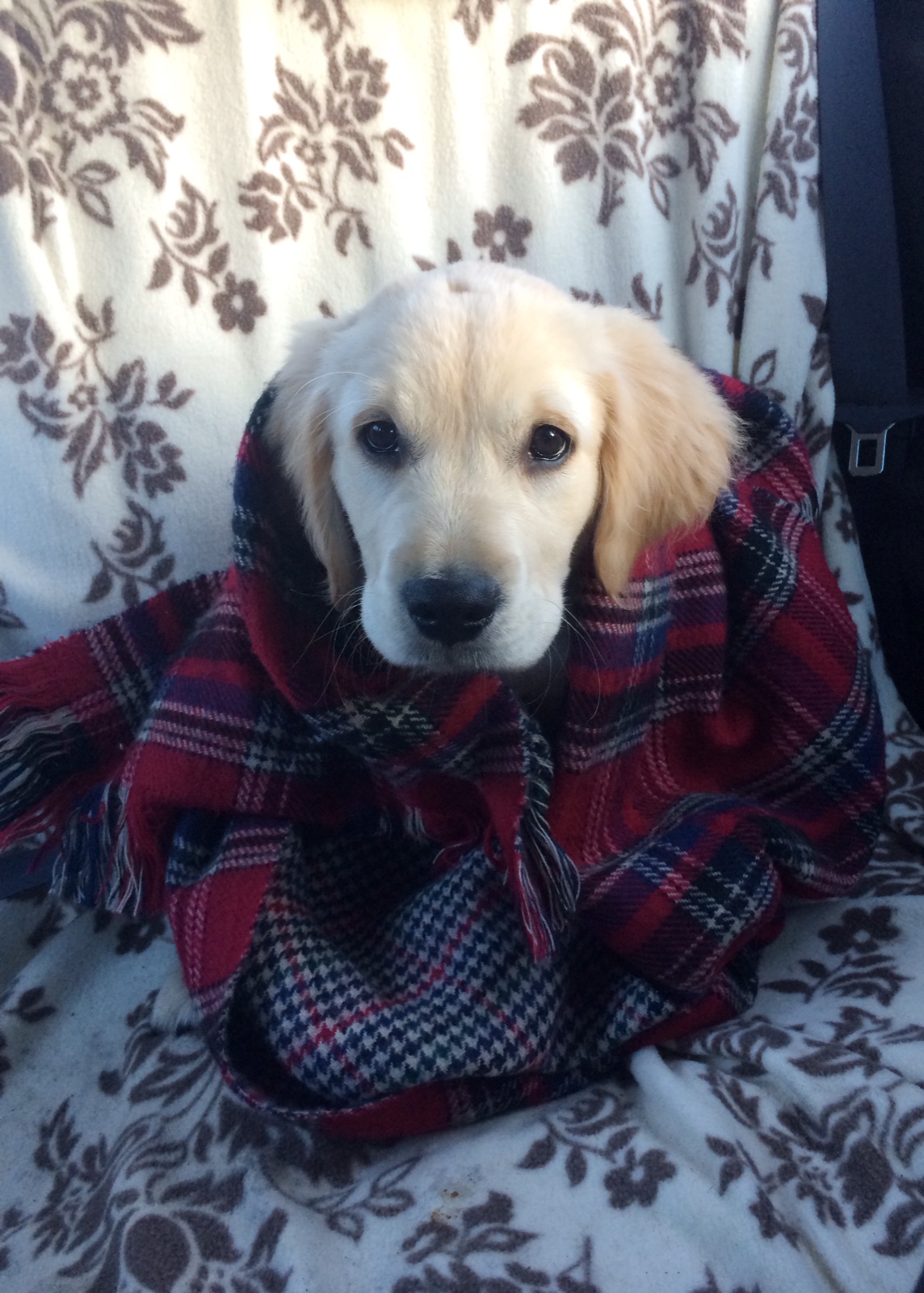 Golden Retriever puppy covered in checkered blanket