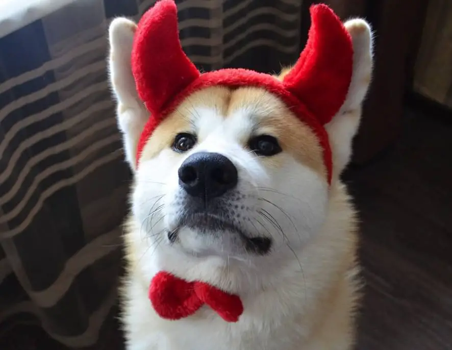 An Akita Inu wearing a devil head piece while sitting on the floor