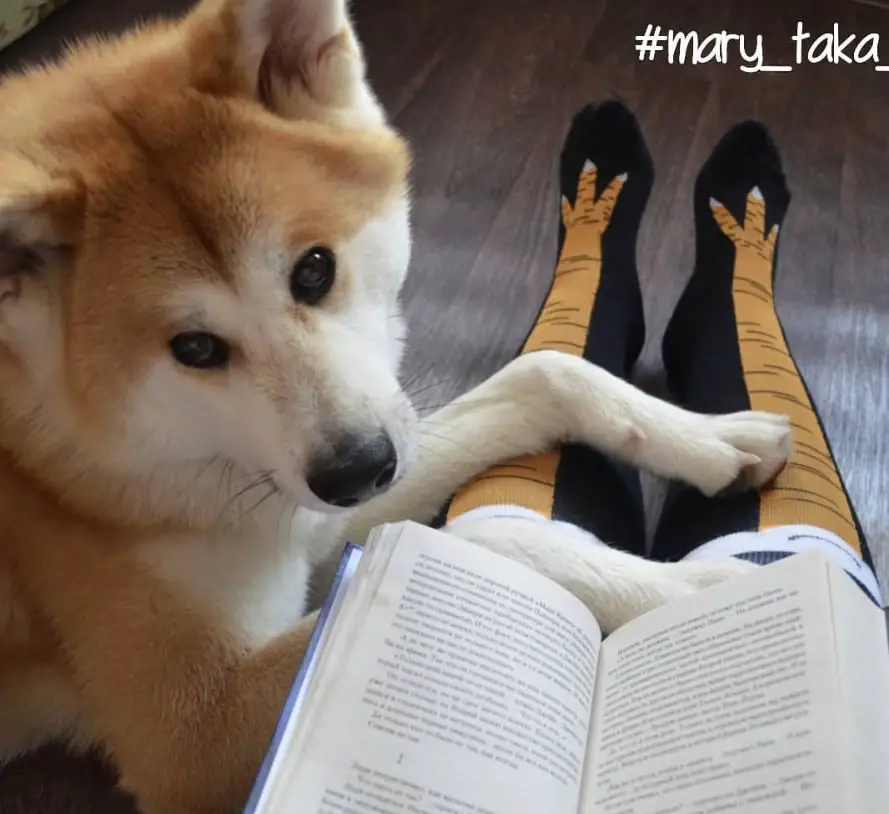 A woman sitting and reading a book on the floor with an Akita Inu lying next to him