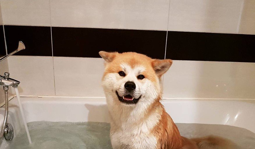An Akita Inu sitting in the water in the bathtub