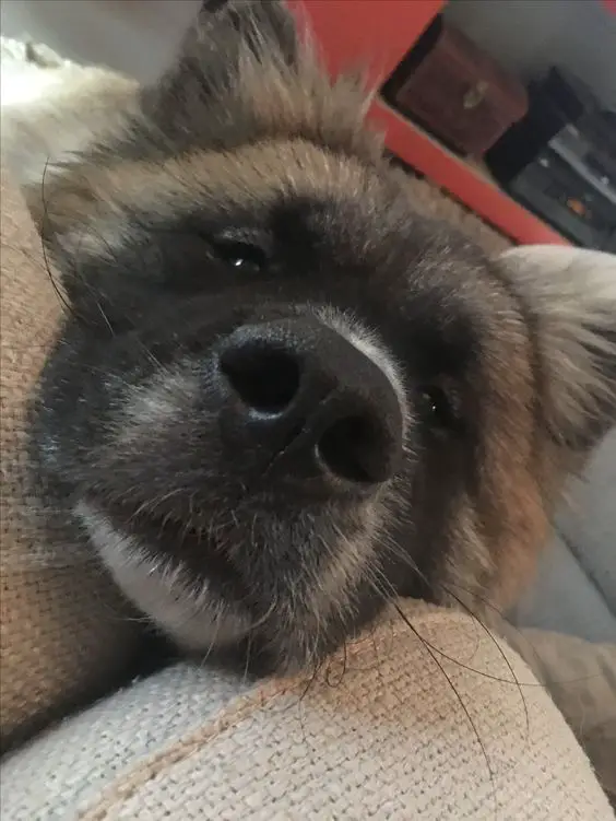 close up face of Akita Inu in the couch