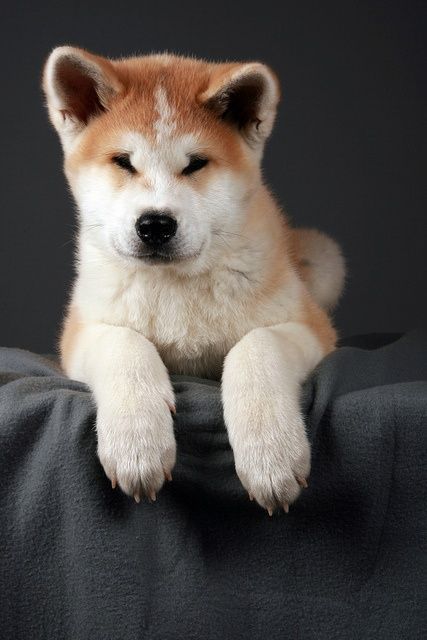 Akita Inu resting on top of the couch in black background