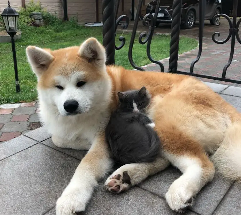 A Akita Inu lying on the floor in the front porch with a cat