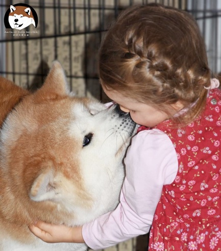 Akita Inu kissing a girl standing in front of him