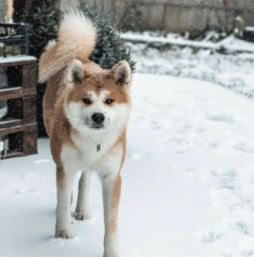 Akita Inu walking in snow
