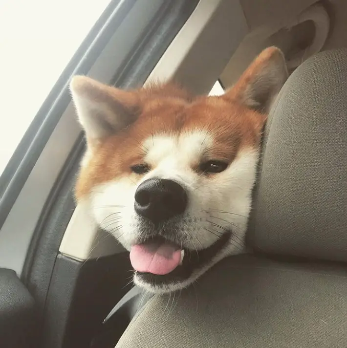 Akita Inu peeking from the back seat with its head on the side of the front seat
