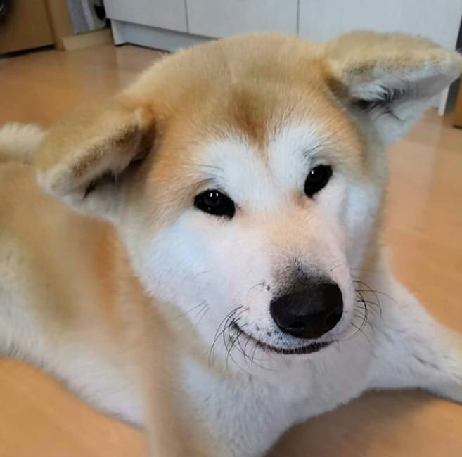 A Akita Inu lying on the floor
