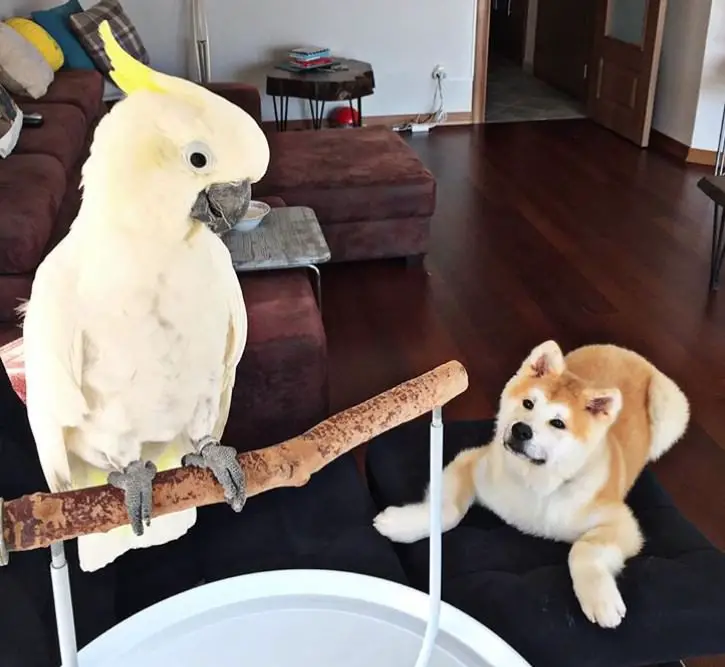 A Akita Inu lying on the couch while staring at the bird above