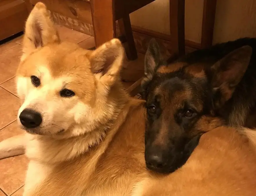 An Akita Inu lying on the floor with a German Shepherd's face on its back