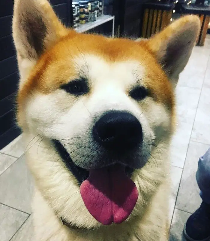 A Akita Inu sitting on the floor while smiling with its tongue out