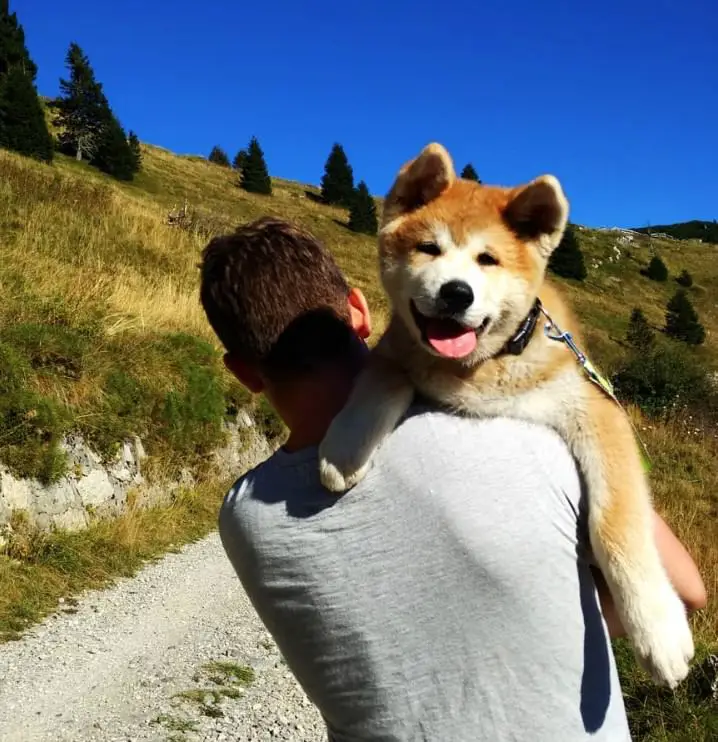 A man walking in the mountain while carrying an Akita Inu puppy