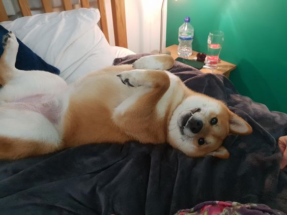 Akita Inu lying on the bed while smiling