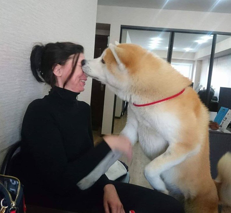 An Akita Inu licking the face of a woman sitting on the couch