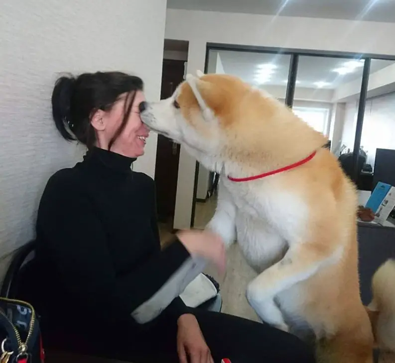An Akita Inu licking the face of a woman sitting on the couch
