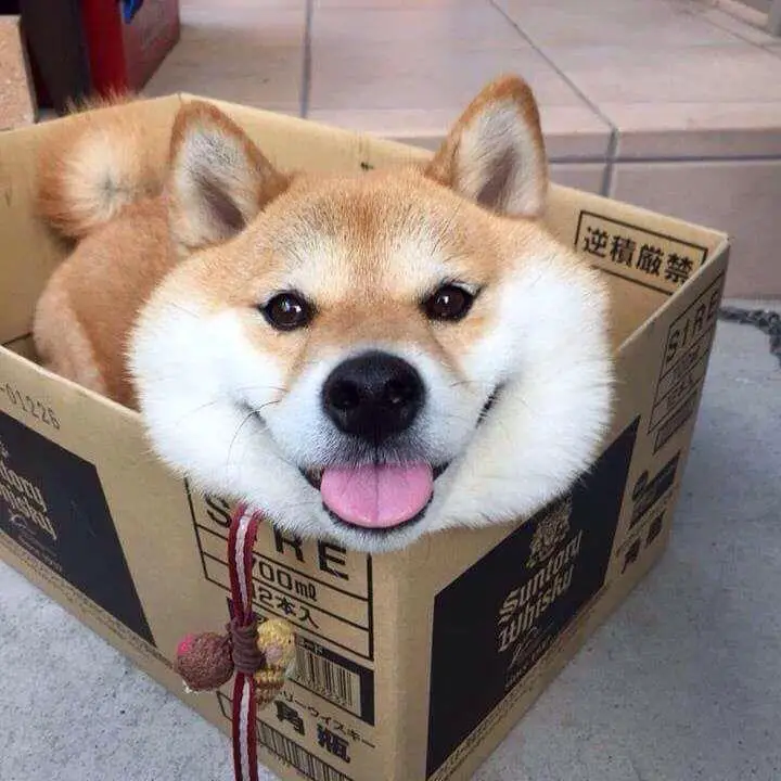 A Akita Inu sitting inside the carboard box while smiling
