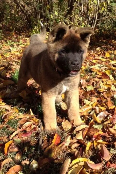 Akita Inu puppy playing outdoors with autumn leaves on the ground