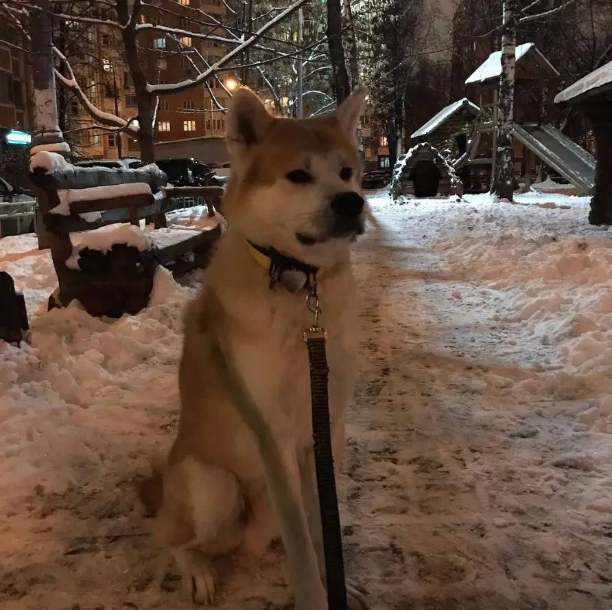 Akita Inu sitting outdoors in snow at night