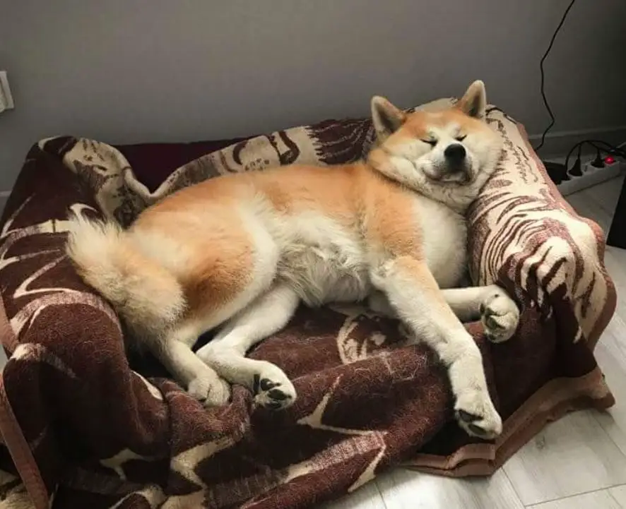An Akita Inu sleeping on its couch bed