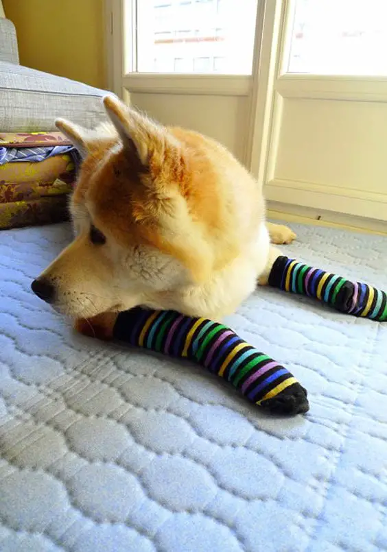 Akita Inu lying down on the carpet wearing striped socks on its hands