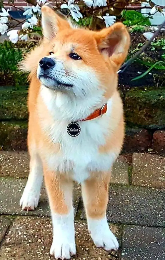 17 Things All Akita Inu Owners Must Never Page 4