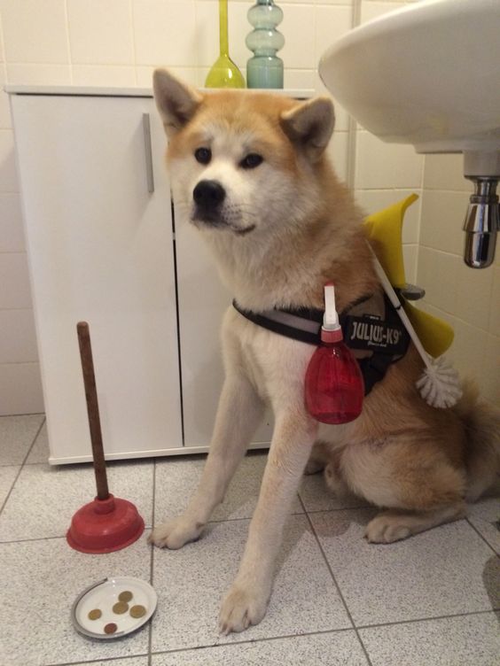 Akita Inu sitting inside the bathroom geared with cleaning equipment