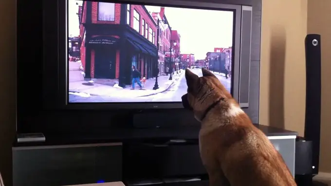 Akita Inu watching TV and sitting closely in front of it
