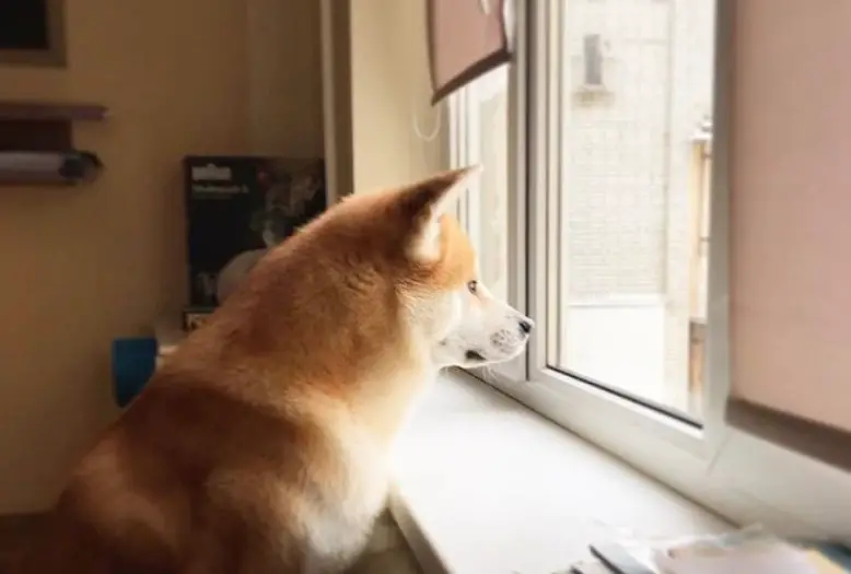 Akita Inu sitting in front of the window sill while looking outside