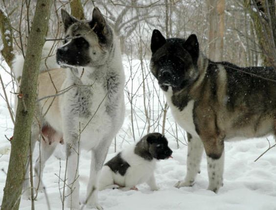 two Akita Inu adult with a puppy in the forest during snow