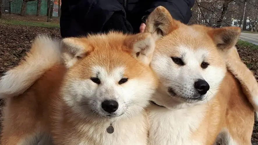 two Akita Inu standing next to each other with a person behind them