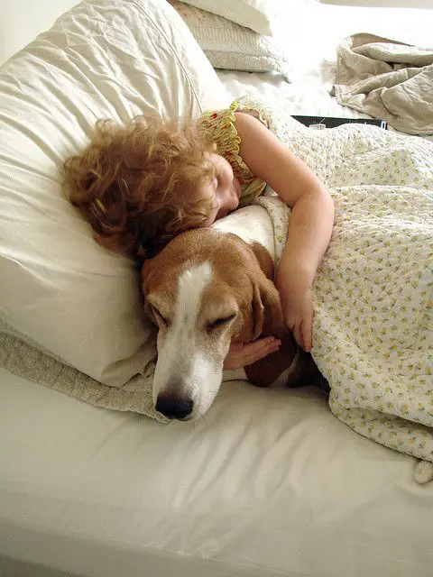 A girl sleeping on the bed while hugging its Basset Hound
