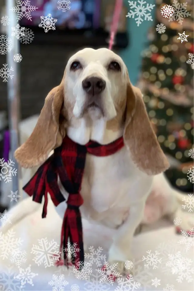 A Basset Hound wearing a red scarf while sitting on top of the bed in front of the Christmas tree