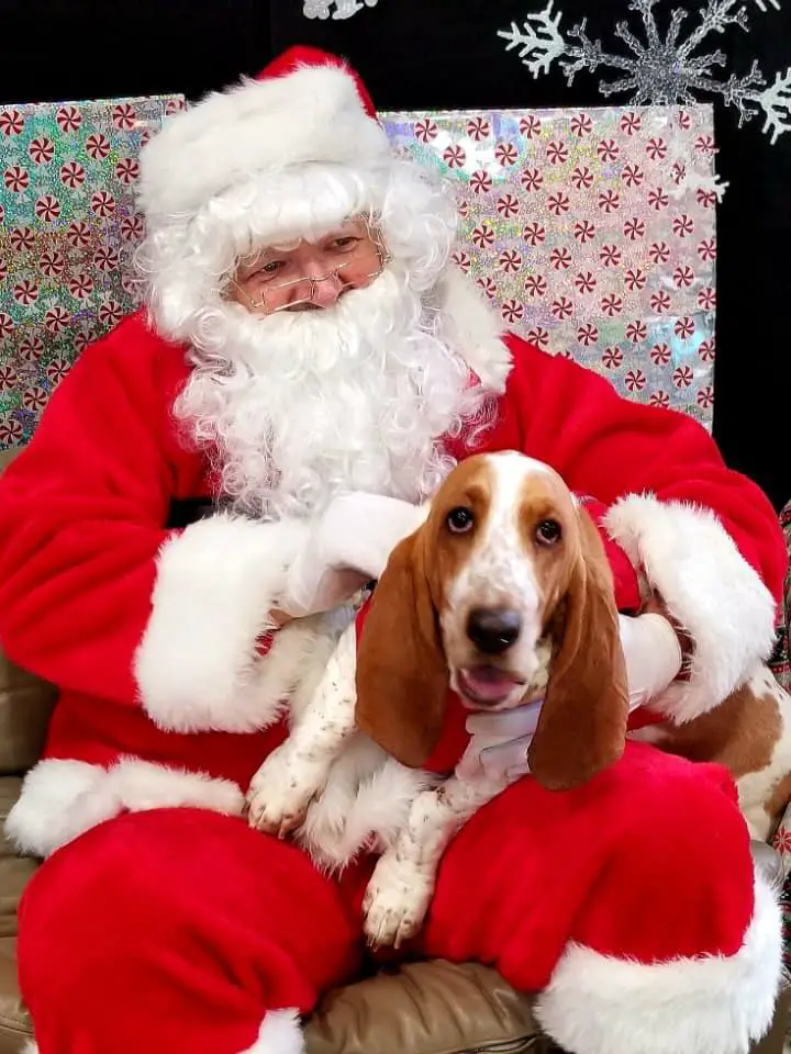 A Basset Hound lying on top of man in santa clause costume