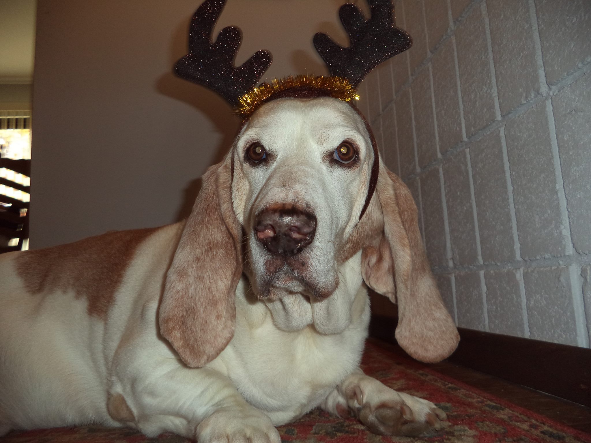 A Basset Hound lying on the floor while wearing a reindeer headpiece