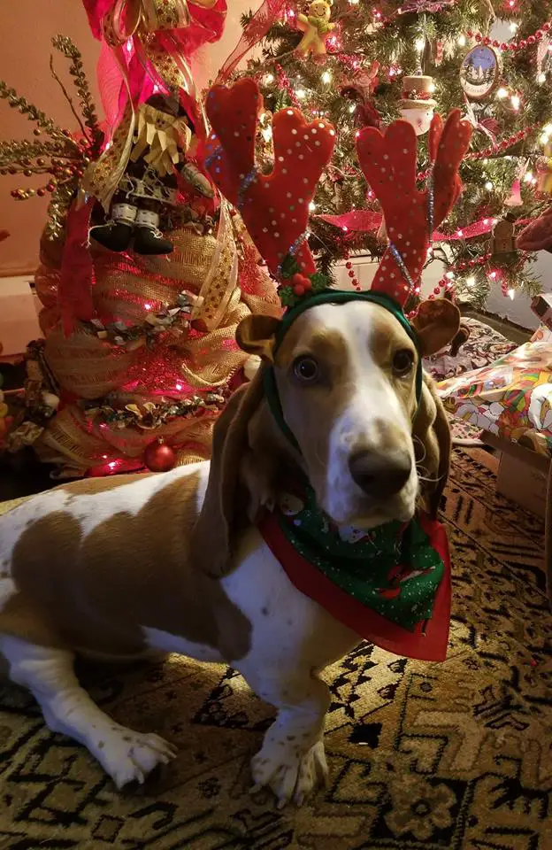 A Basset Hound wearing a Christmas scarf and a reindeer headpiece while sitting on the floor in front of the christmas tree