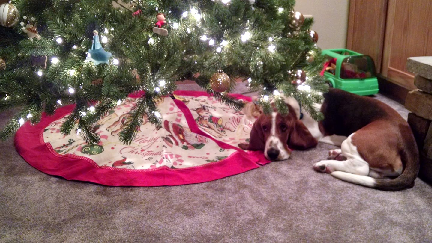 A Basset Hound lying underneath the christmas tree
