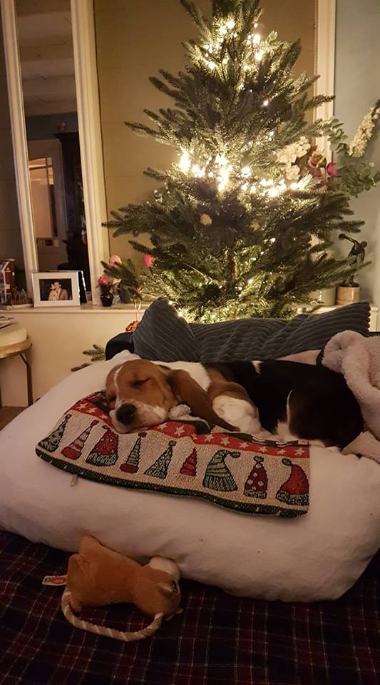 A Basset Hound sleeping on its bed in front of the Christmas tree at night